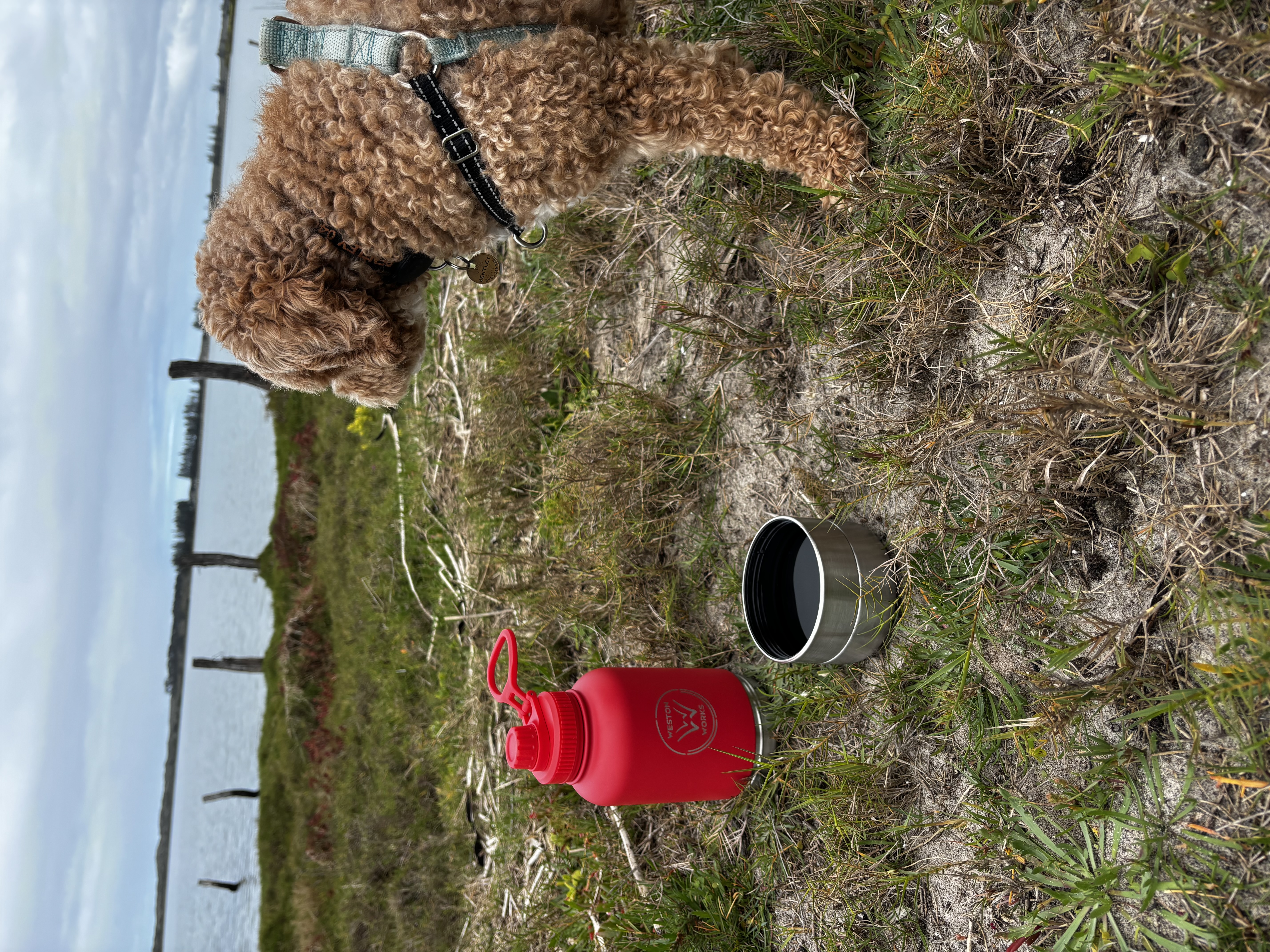 A dog sniffing at the WestonWorks First Aid Bottle and an open storage cup of water